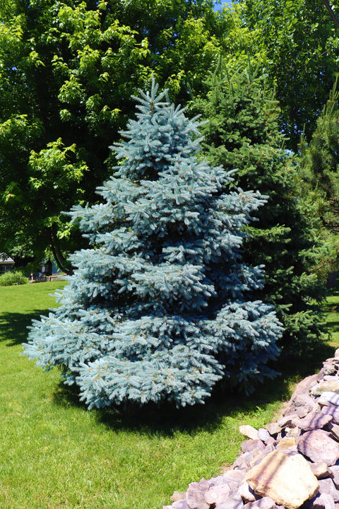 Simegarden Picea pungens glauca