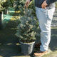 Simegarden Picea pungens glauca 80 cm - circa