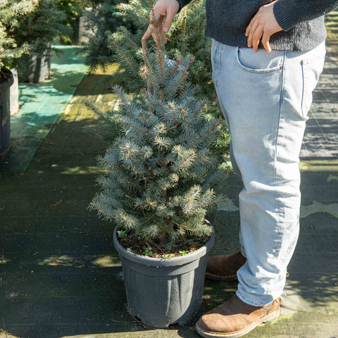 Simegarden Picea pungens glauca 80 cm - circa