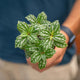 Simegarden Pilea cadierei 8.5cm