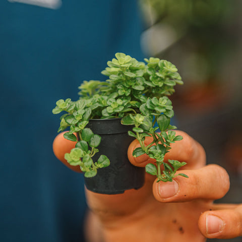 Simegarden Pilea depressa 5.5 cm