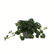 Simegarden Pilea depressa 6 CM - FOGLIA LARGA