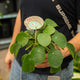 Simegarden Pilea peperomioides baby 12 cm - XXL