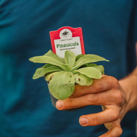 Simegarden Pinguicula weser 9 cm