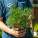 Simegarden Pino mugo pumilio