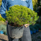 Simegarden Pino mugo pumilio 22/24 cm