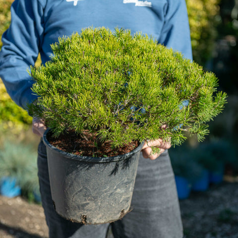 Simegarden Pino mugo pumilio 22/24 cm