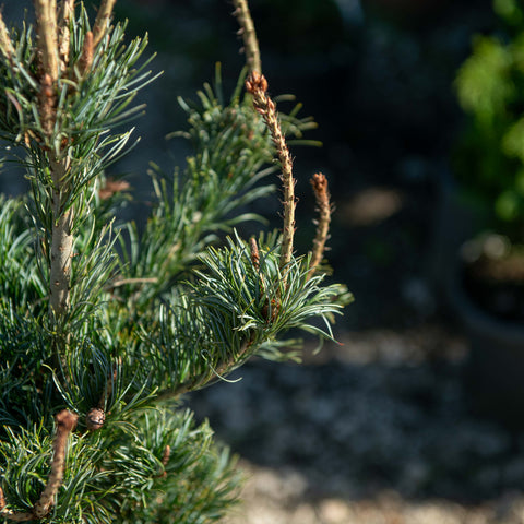 Simegarden Pinus parviflora 24 cm