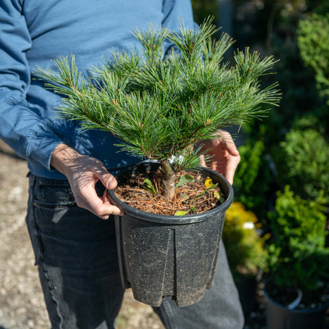Simegarden Pinus strobus nano 24 cm