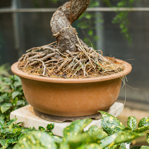 Simegarden Pinus thunbergii bonsai 40 cm