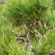 Simegarden Pinus thunbergii bonsai 40 cm