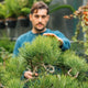 Simegarden Pinus thunbergii bonsai 40 cm