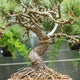 Simegarden Pinus thunbergii bonsai 40 cm