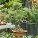 Simegarden Pinus thunbergii bonsai 40 cm