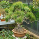 Simegarden Pinus thunbergii bonsai 40 cm