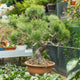 Simegarden Pinus thunbergii bonsai 40 cm