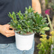 Simegarden Pittosporum tobira nanum
