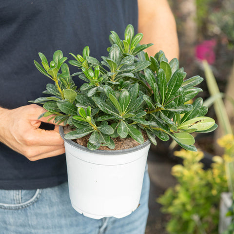 Simegarden Pittosporum tobira nanum