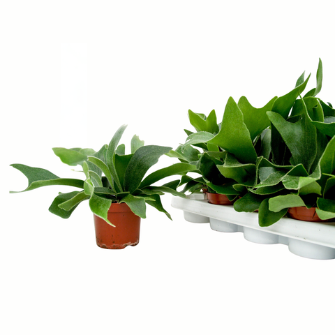 Simegarden Platycerium alcicorne 12 cm