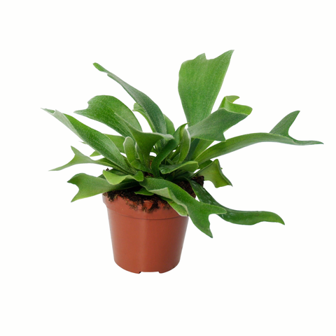 Simegarden Platycerium alcicorne 12 cm