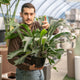 Simegarden Platycerium grande