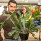 Simegarden Platycerium grande
