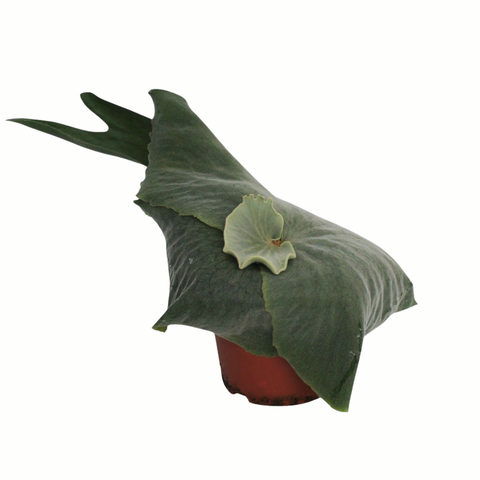 Simegarden Platycerium superbum 12 cm