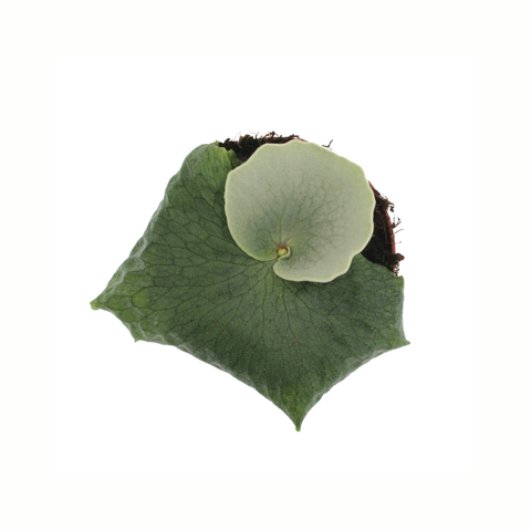 Simegarden Platycerium superbum 12 cm