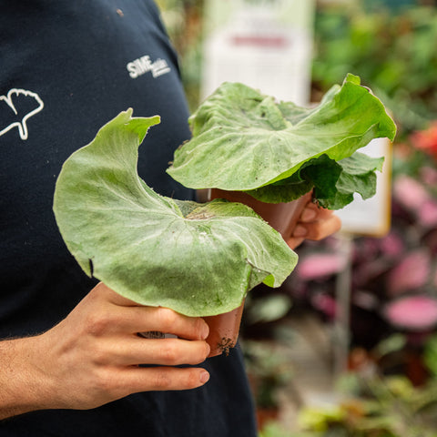 Simegarden Platycerium superbum 12 cm