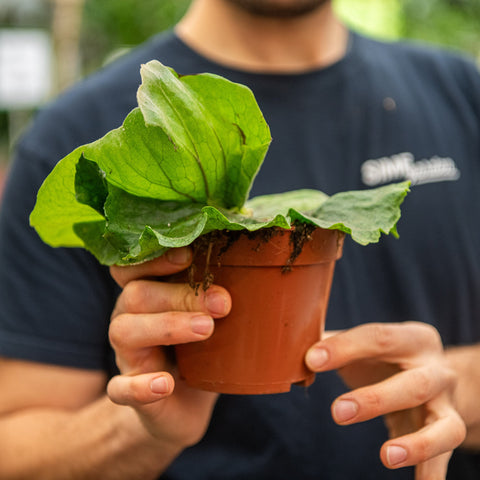 Simegarden Platycerium superbum 12 cm