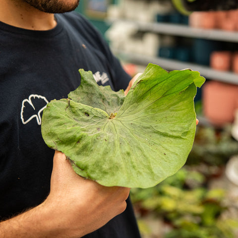 Simegarden Platycerium superbum 12 cm