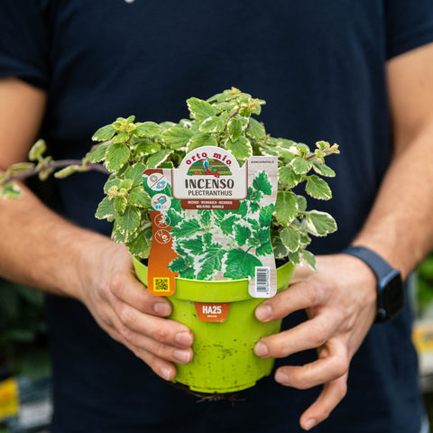 Simegarden Plectranthus coleoides 14 cm