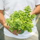 Simegarden Plectranthus coleoides 14 cm