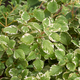 Simegarden Plectranthus coleoides
