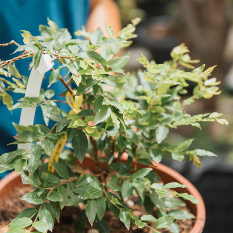 Simegarden Plinia cauliflora