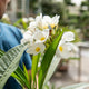 Simegarden Plumeria alba 22 cm