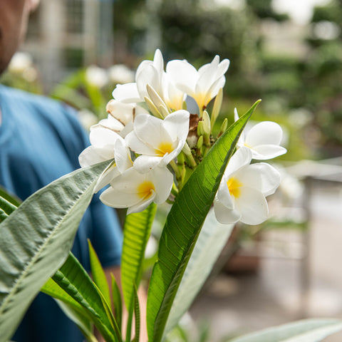 Simegarden Plumeria alba 22 cm