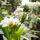 Simegarden Plumeria alba 22 cm