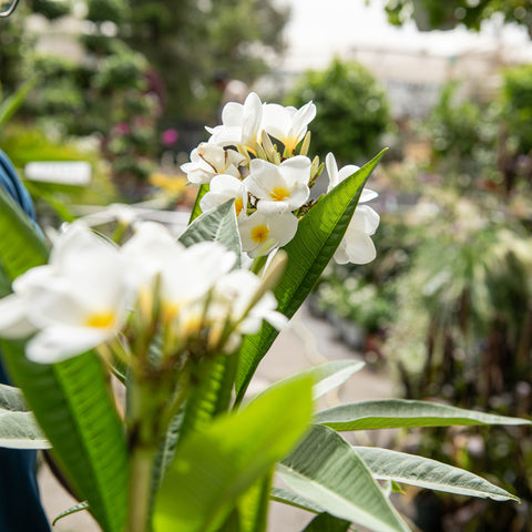 Simegarden Plumeria alba 22 cm