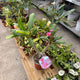 Simegarden Plumeria rubra 14 cm / mix