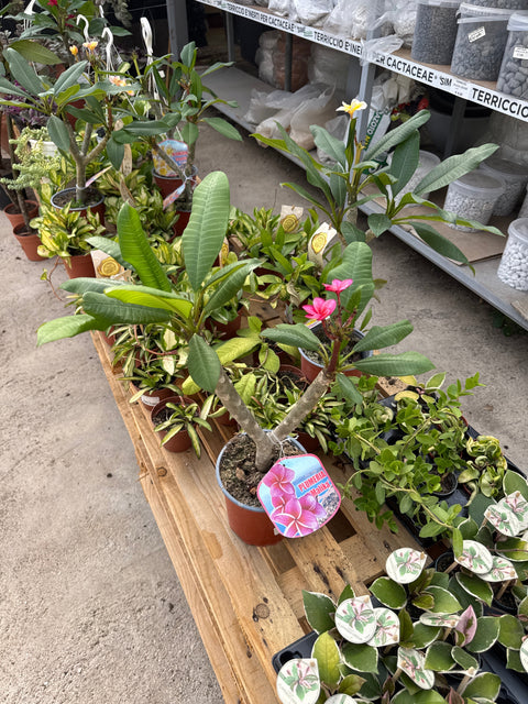 Simegarden Plumeria rubra 14 cm / mix