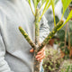 Simegarden Plumeria rubra 16 cm / mix