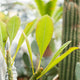 Simegarden Plumeria rubra 16 cm / mix