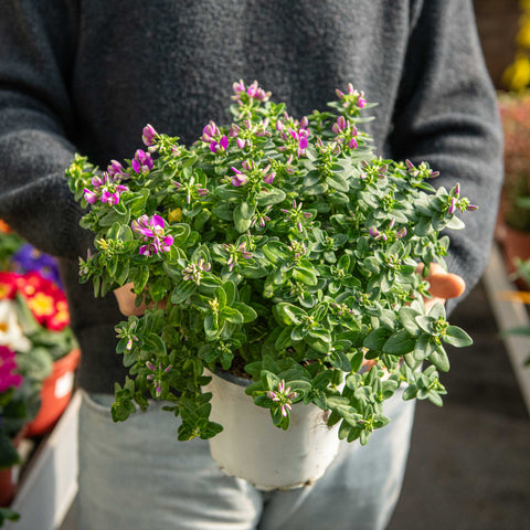 Simegarden Polygala baby pink 17 cm