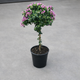 Simegarden Polygala baby pink 17 cm -ALBERELLO -