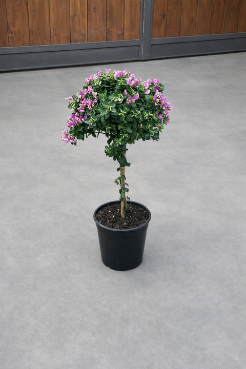 Simegarden Polygala baby pink 17 cm -ALBERELLO -