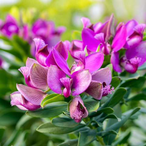 Simegarden Polygala myrtifolia