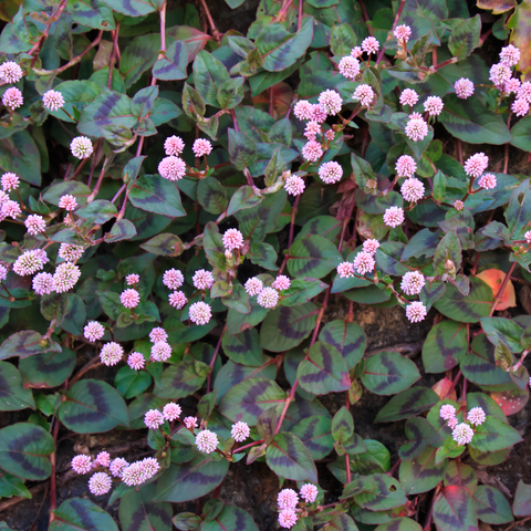 Simegarden Polygonum capitatum