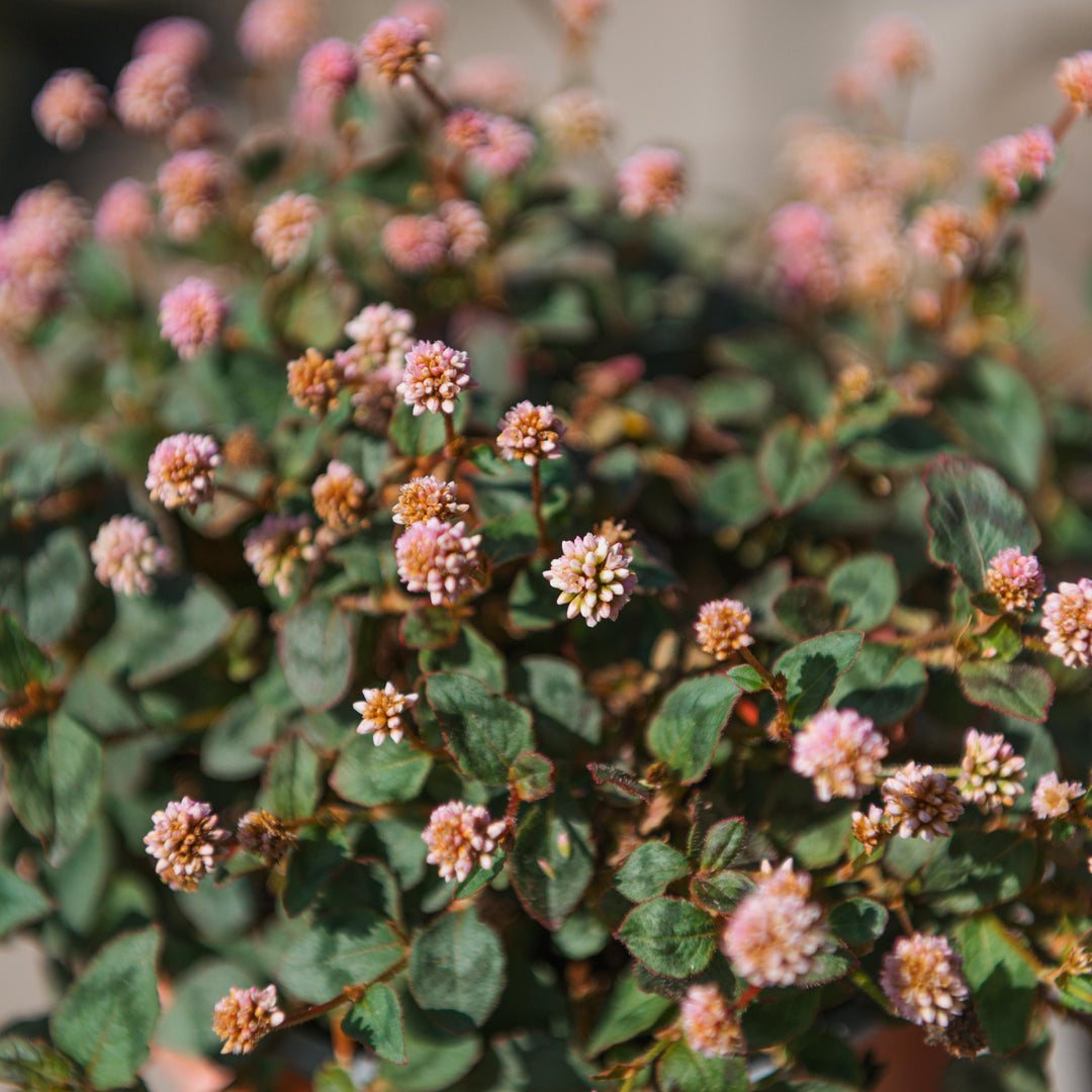 Polygonum capitatum – Simegarden