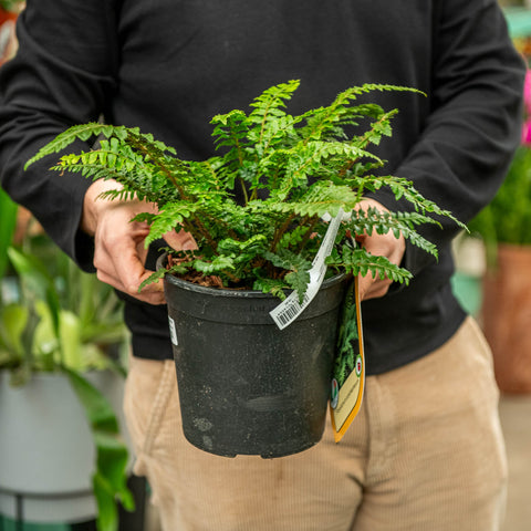 Simegarden Polystichum polyblepharum 18 cm